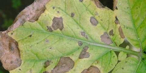 Alternarioza krompira: fotografija, opis i liječenje